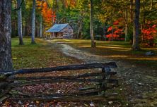 carter shields cabin sunshine in the woods - watercolor.jpg